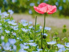 -上海滨江森林公园