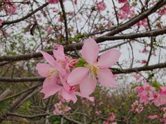 -天适樱花悠乐园