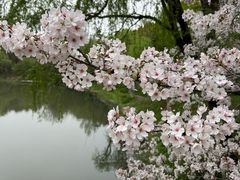 -顾村公园