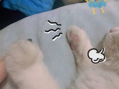 -lincat·猫舍(广州店)