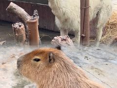 -深圳野生动物园