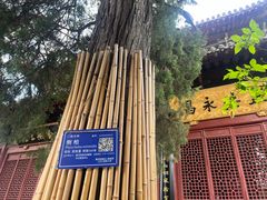 -洛阳白马寺