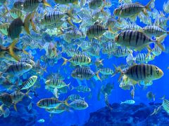 -海合安成都极地海洋公园
