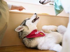 -Husky Go! 哈士奇体验馆·宠物咖啡厅狗咖