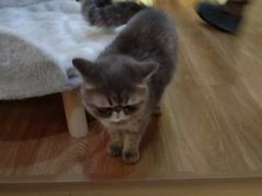 -滚猫咖啡·猫咖·猫友好撸猫(未来城店)