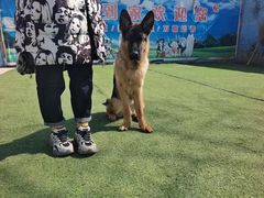 -宠物寄养训练学校