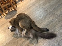 -猫咪咖啡·猫咖(万达广场店)
