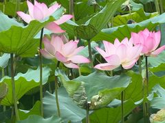 -荔湾湖公园