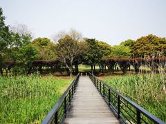 -莲花岛景区