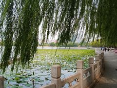 -莲花池公园