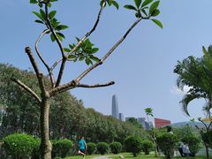 -莲花山公园