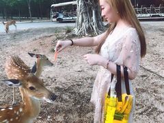 -清迈夜间动物园