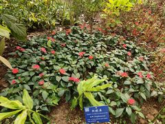 -中国科学院西双版纳热带植物园