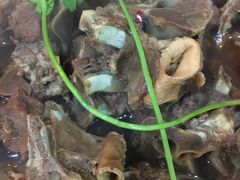 -老诚一锅羊蝎子(垡头店)