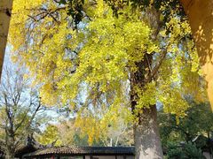 -苏州上方山国家森林公园