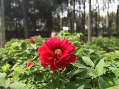 -洛阳市隋唐城遗址植物园