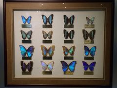 -上海昆虫博物馆