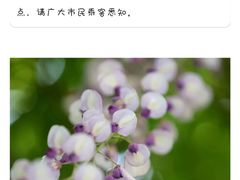 -嘉定紫藤园