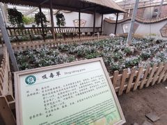 -上海都市菜园