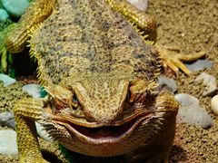 -帕帕拉兹宠物(亚洲旗舰店)