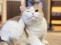 -momokira米努特·德文卷毛猫·棉花面纱犬