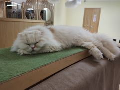 -猫和宫(六道口店)
