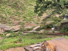 -大连森林动物园