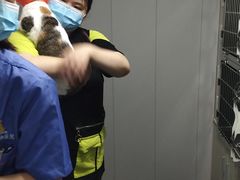 -半岛宠物医院24小时(科华中路店)
