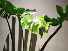 -雲說·花(西宸天街店)