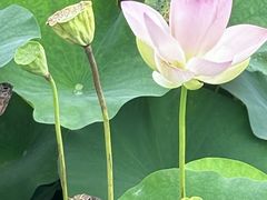 -荷塘月色湿地公园·向阳花洲