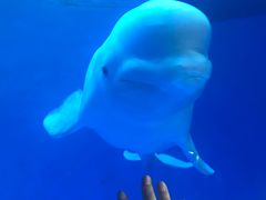 -芜湖新华联大白鲸海洋公园