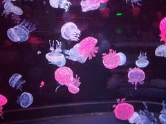 -烟台海昌鲸鲨海洋公园