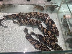 -万龙洲海鲜(大兴绿地缤纷城店)