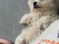 -博特宠物医院24h犬猫全科.骨科·异宠
