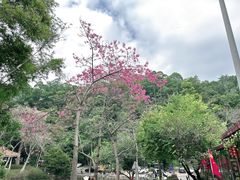 -火炉山森林公园