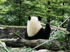 -都江堰中华大熊猫苑