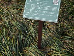 -广西壮族自治区药用植物园