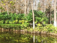 -合肥滨湖国家森林公园