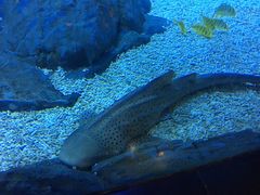 -烟台海昌鲸鲨海洋公园