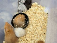 -青石桥花鸟鱼虫市场(叠翠城店)