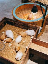 -酷嗒动物文化乐园(cutezoo西溪乐天城店)