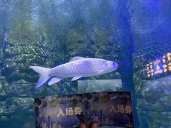 -江和美海洋公园