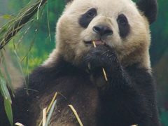 -中国大熊猫保护研究中心雅安碧峰峡基地