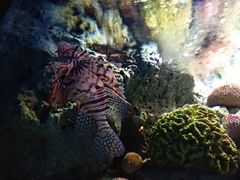 -暹罗海洋世界
