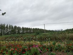 -荷花荡