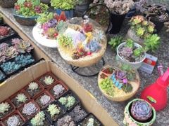 -本溪路花鸟市场(江浦路1709弄小区店)