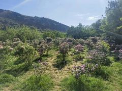 -名花谷生态庄园