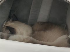 -爱侣宠医·鹦鹉专科·小型哺乳类·异宠专科(灵石路店)