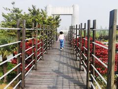 -上海鲜花港