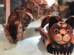-猫小院猫主题餐厅(三里屯店)